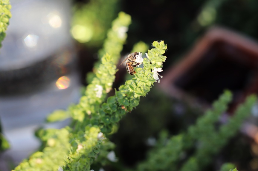Víkendový tip – Hmyzí pítko